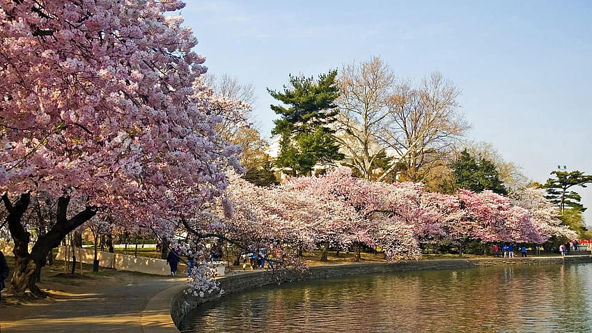 Frühling, Natur, Bäume, Park, Teich HD-Hintergrundbild