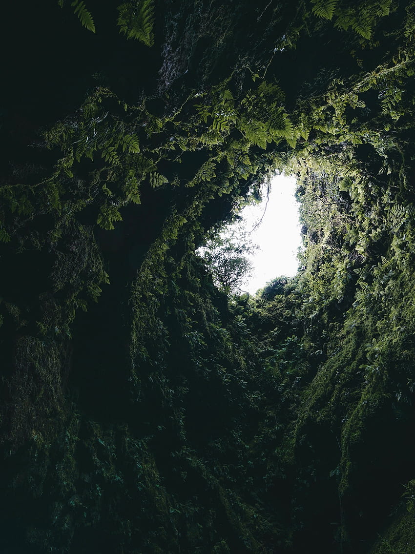 Растения, природа, тъмнина, папрат, мъх, пещера HD тапет за телефон