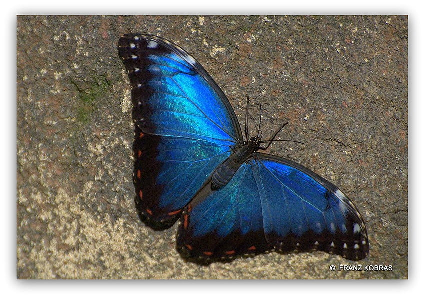 niebieski morpho, motyle, niebieski, motyl, morphos Tapeta HD