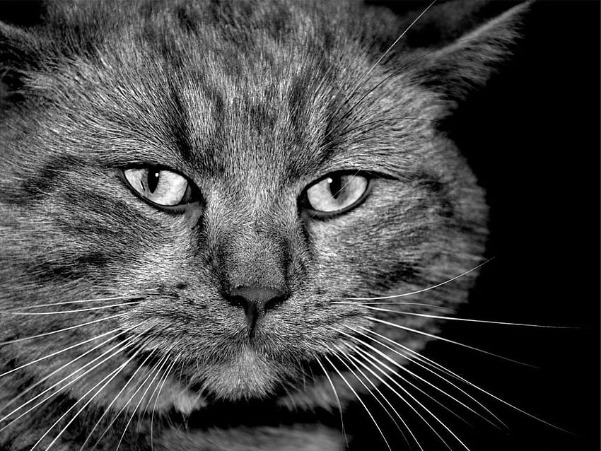 LE CHAT NE PEUT PAS AIDER LA FAÇON DONT IL A L'AIR, en fait, chat, adorable, amical Fond d'écran HD