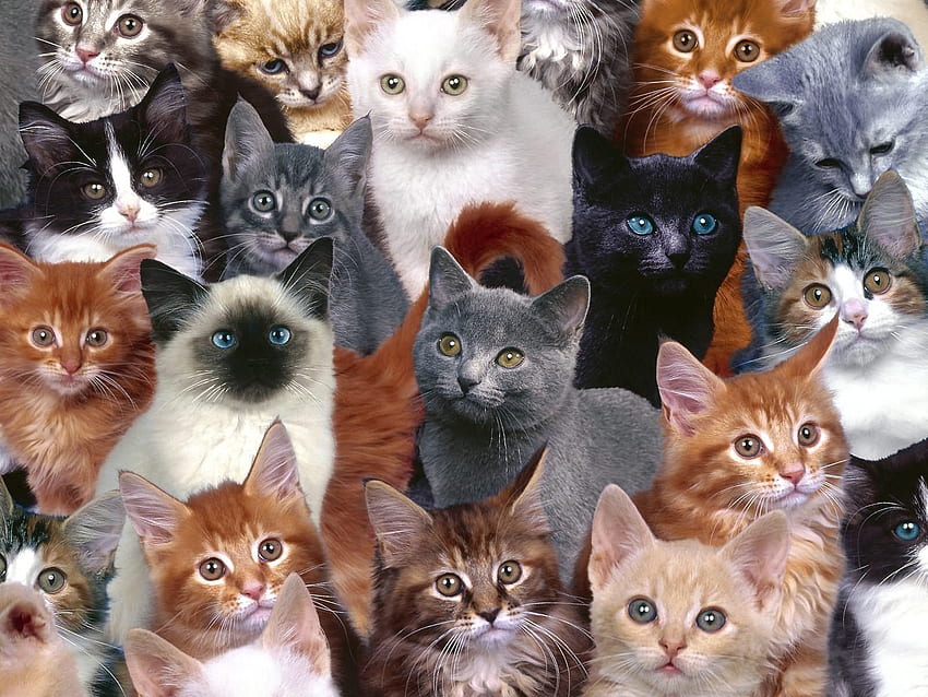 Animals, Lot, hop, Kittens HD wallpaper