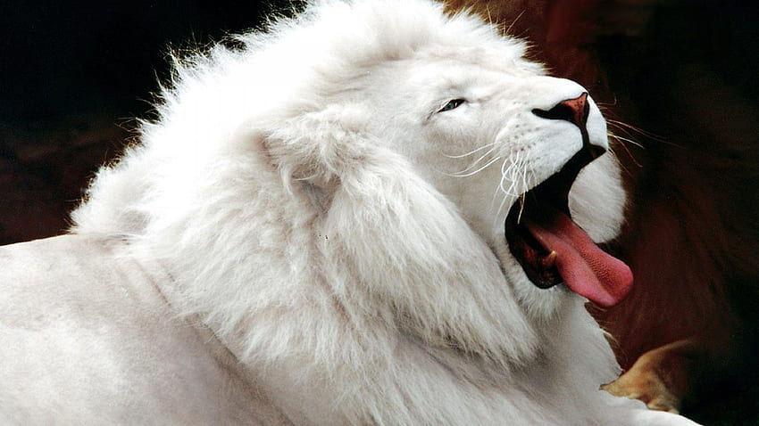 Animale leone, animale pericoloso Sfondo HD