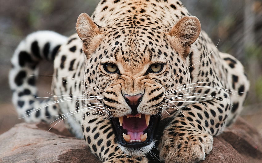 Animals, Leopards HD wallpaper
