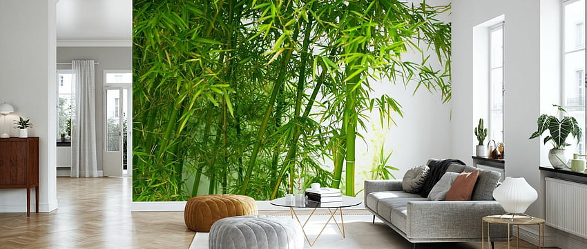 Piękny bambus – foto online – ściana Tapeta HD
