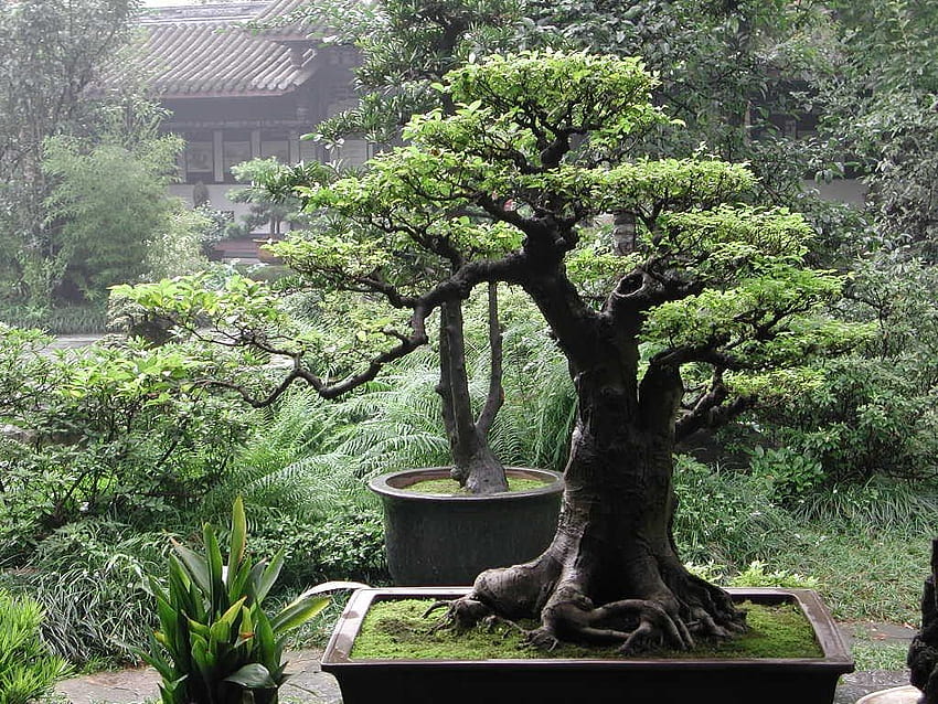 The Gift of Giving Life bonsai trees, Japanese Bonsai HD wallpaper
