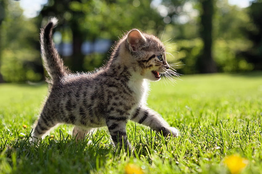 สัตว์ หญ้า คิตตี้ ลูกแมว เดินเล่น เด็ก Tot วอลล์เปเปอร์ HD