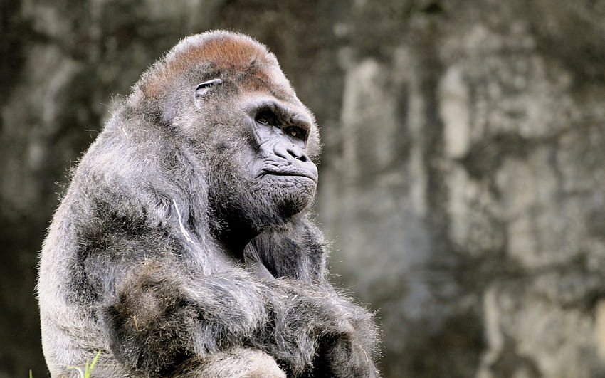 Zwierzęta, siedzieć, goryl, małpa Tapeta HD
