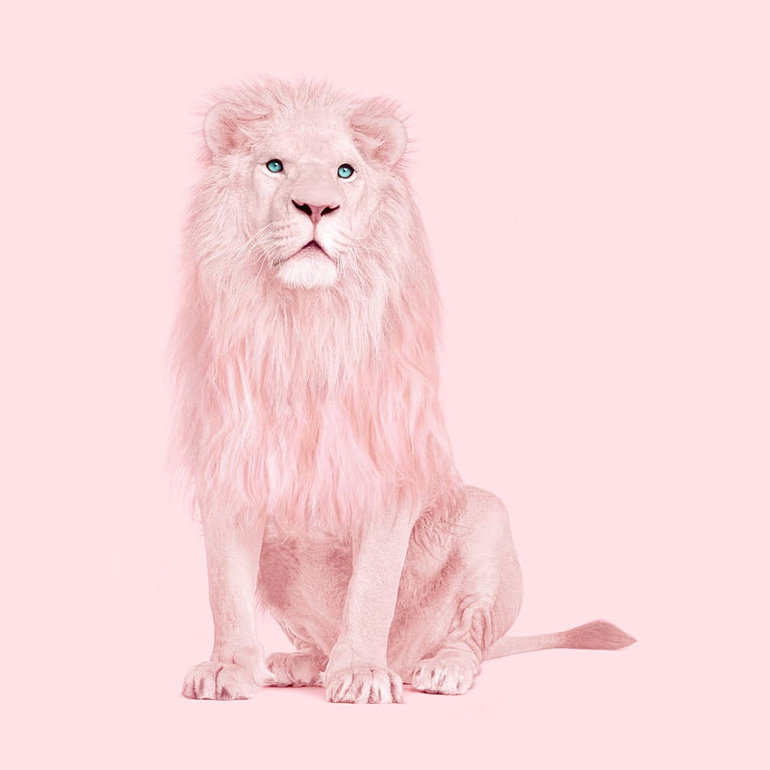 PINK LION di tahun 2021. Hewan merah muda, poster Singa, singa Albino wallpaper ponsel HD