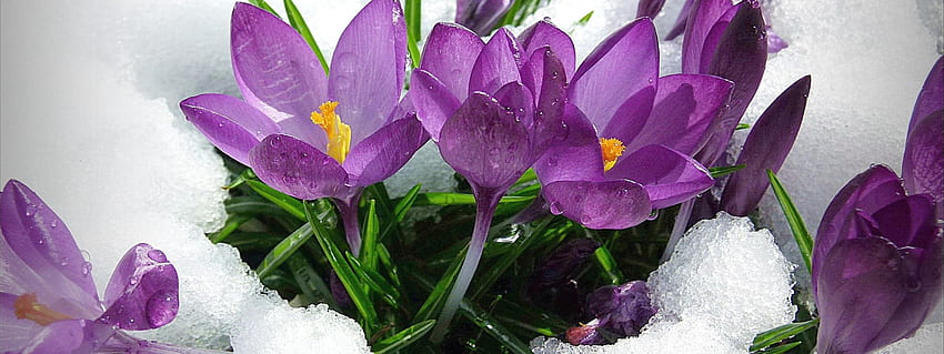 Purple spring flowers in the snow, New England Spring HD wallpaper
