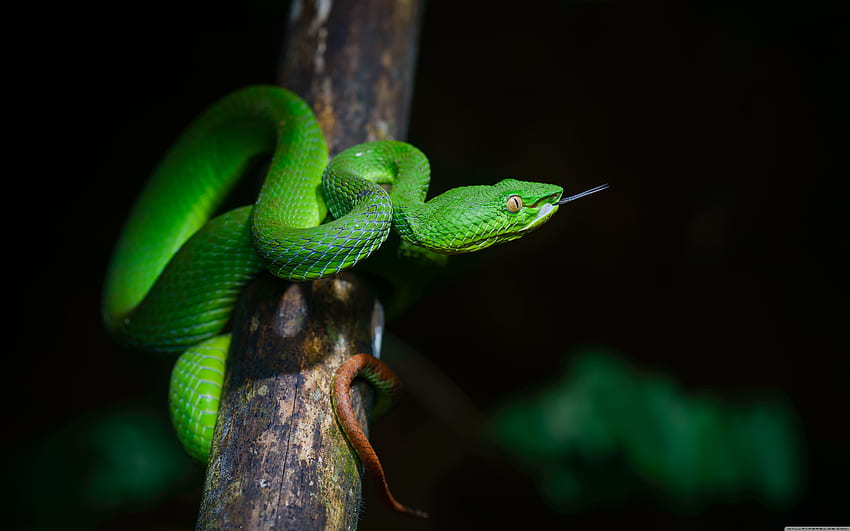 Bright Green Pit Viper Snake Ultra HD wallpaper