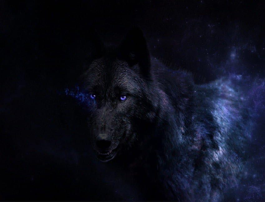Czarna piękność o niebieskich oczach, psy, wilk, czarny wilk, zwierzęta Tapeta HD