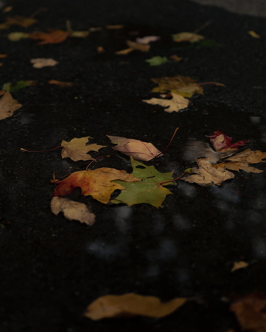 Autumn, Leaves, , , Puddle, Fallen Leaves HD phone wallpaper