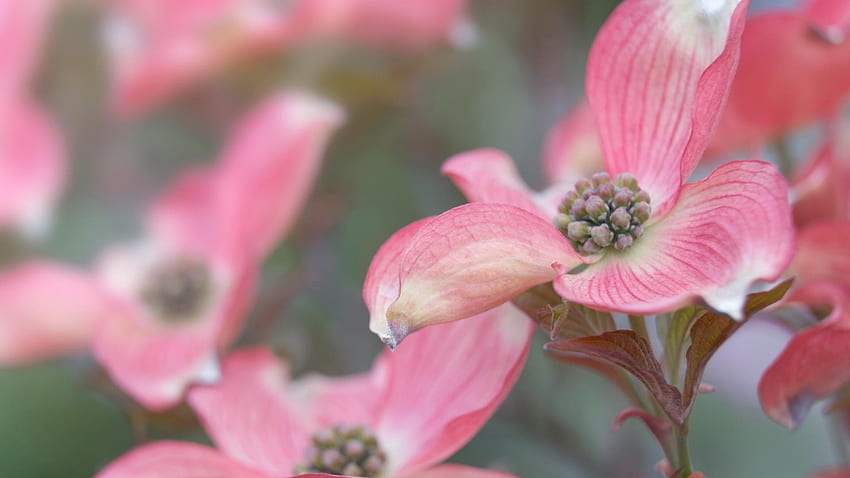 Rosa, Hartriegel, Blüten / und mobiler Hintergrund, Hartriegelblume HD-Hintergrundbild