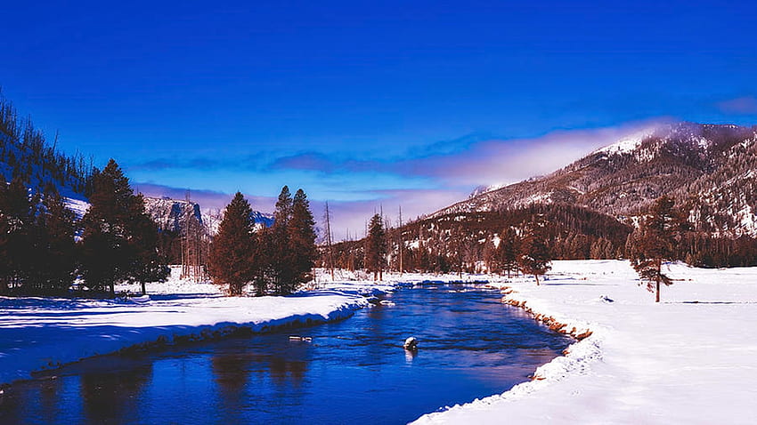 Musim Dingin Sepanjang Sungai Yellowstone, perbukitan, salju, musim dingin, pohon, wyoming, usa Wallpaper HD