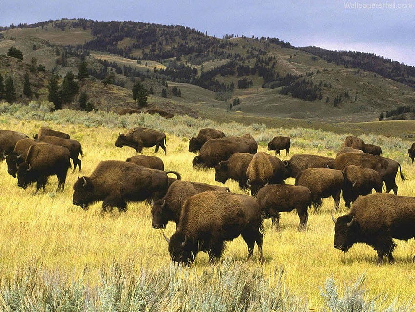 Bison. bison buffalo 005 back to bison buffalo, Native American Bison HD wallpaper