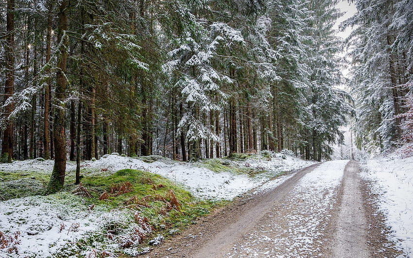 Forest with Powdered Sugar, forest, path, Switzerland, winter, moss, snow, road HD wallpaper