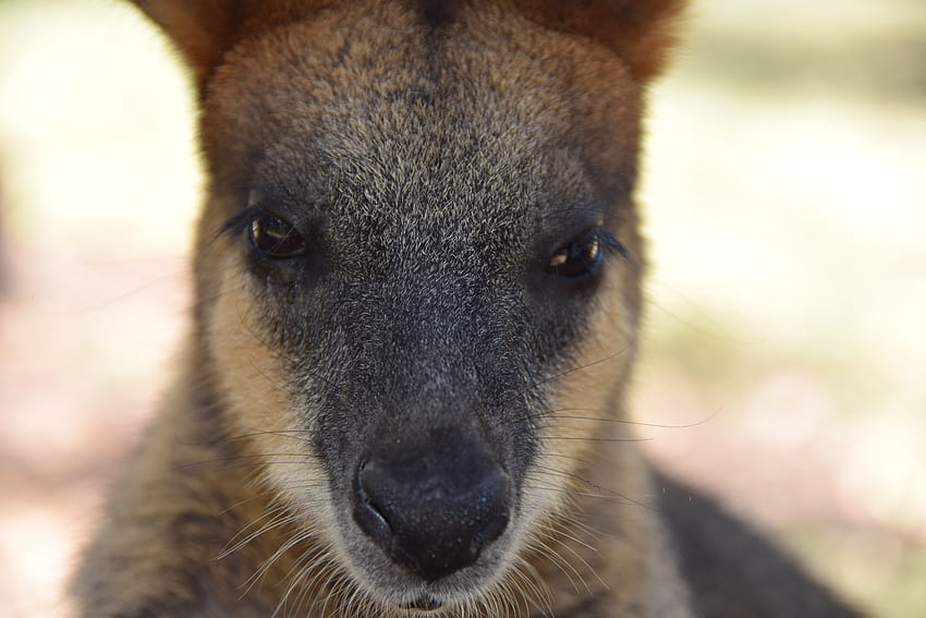 Animals, Kangaroo, Muzzle, Eyes, Nose HD wallpaper