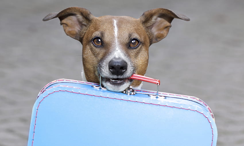 You forgott your suitcase!, blue, dog, animal, jack russell terrier, summer, suitcase, holiday, funny, vacancy, caine HD wallpaper