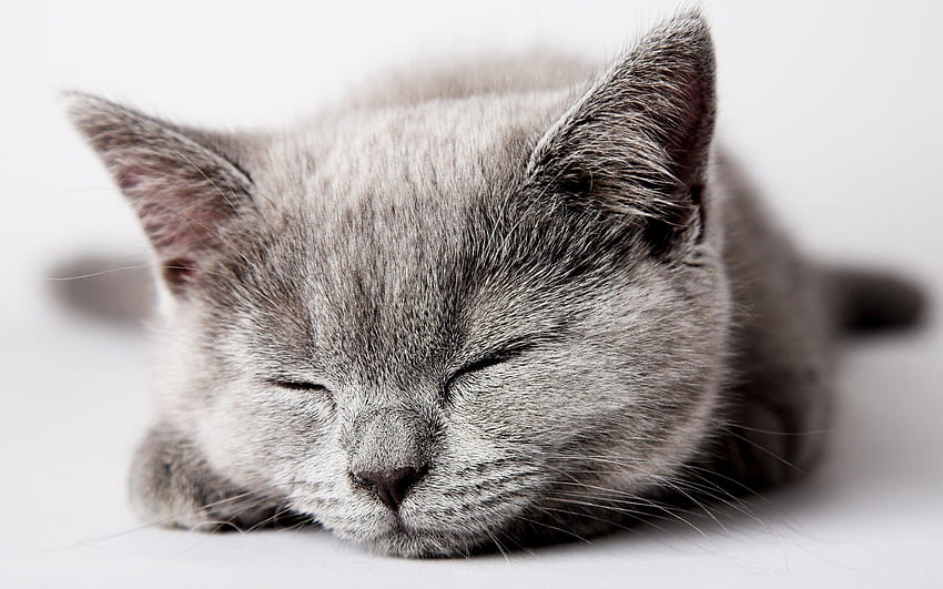 Hewan, Kucing, Anak Kucing, Moncong, Bagus, Sayang, Anak, Tot, Tidur, Mimpi Wallpaper HD