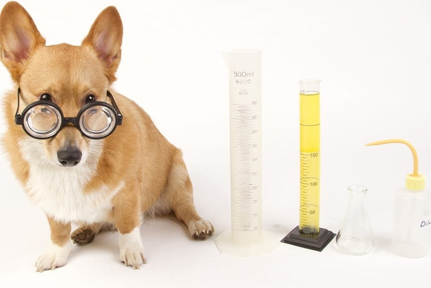*** Dog with glasses ***, dogs, glass, animals, glases HD wallpaper