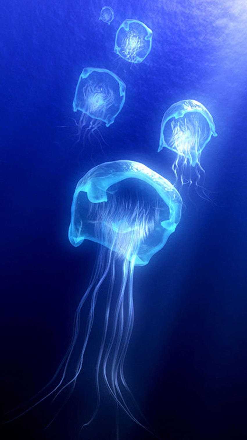 Jellyfish . Princess Jellyfish , Live Jellyfish and Box Jellyfish HD phone wallpaper