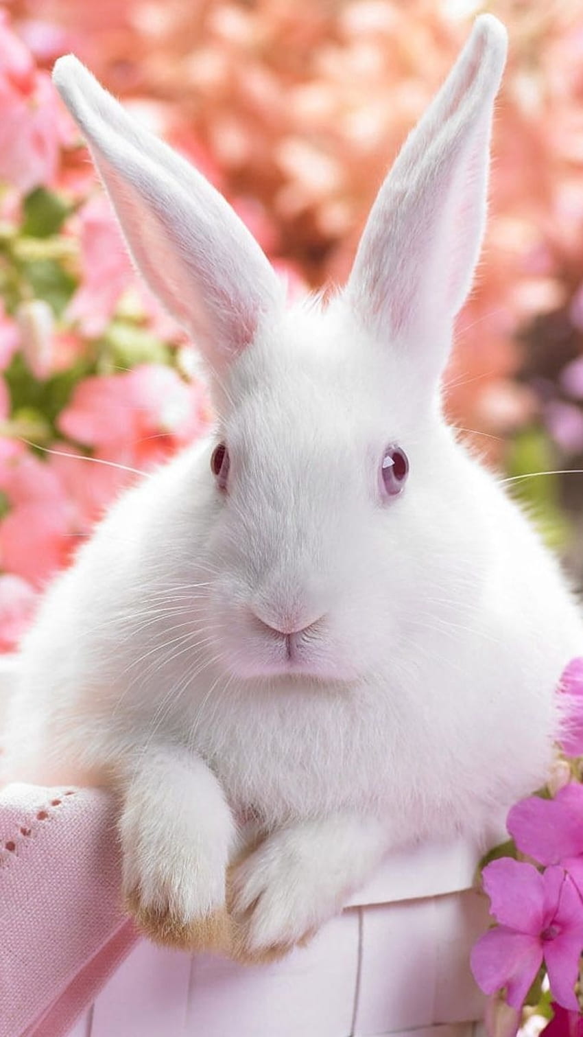Cute Rabbit Wallpaper for Android, iPhone and iPad