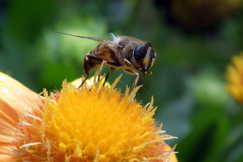 Kwiat, Makro, Zbliżenie, Pszczoła, Zapylenie Tapeta HD