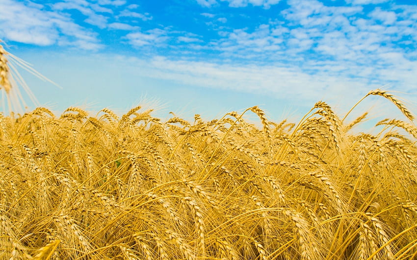 Landscape, Fields, Wheat HD wallpaper