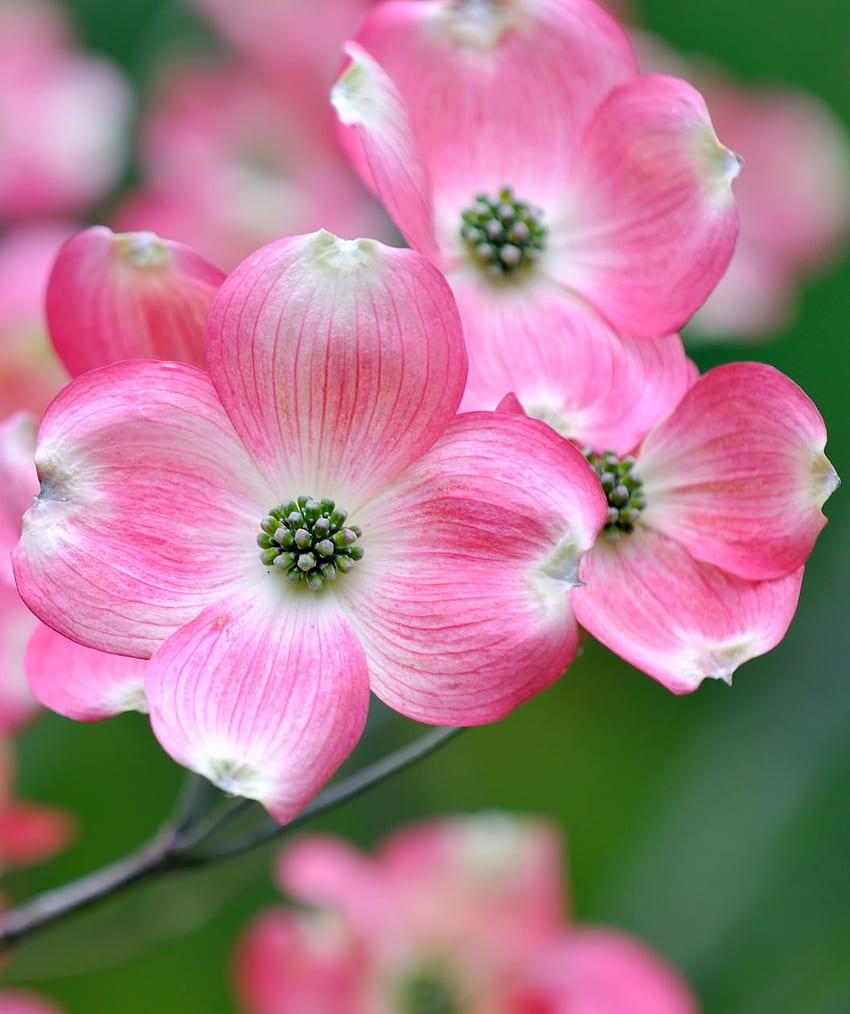 핑크 꽃 도그우드 - Bower & Branch. 층층 나무 꽃 문신, 층층 나무, 층층 꽃 HD 전화 배경 화면
