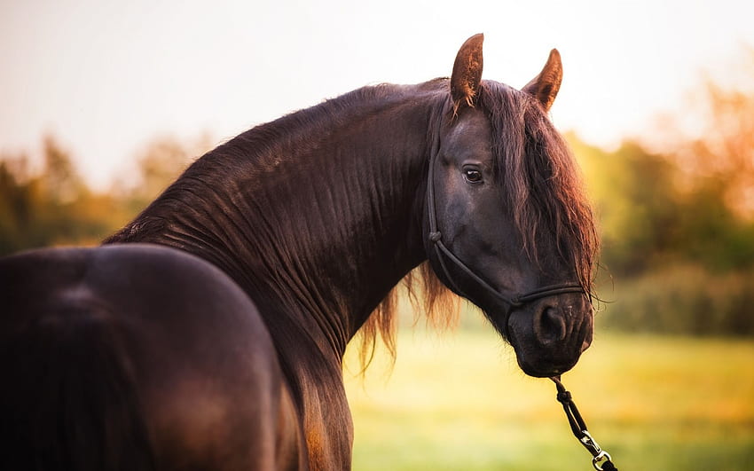 gran caballo marrón, rancho, granja, hermoso caballo, puesta de sol, tarde con resolución. Alta calidad fondo de pantalla