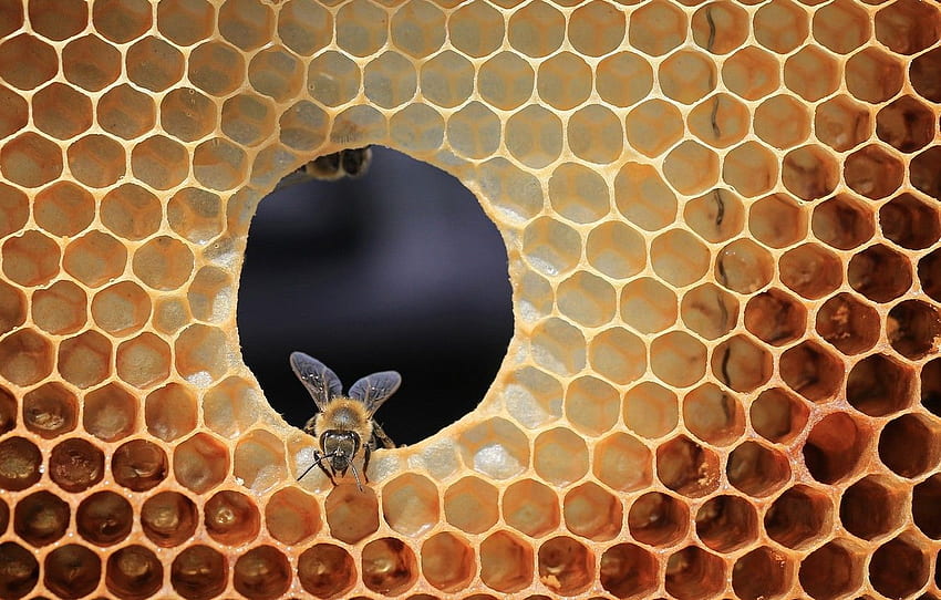 abeja, celda, colmena para, sección природа fondo de pantalla