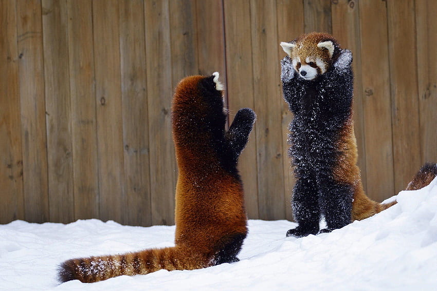 Red panda - loài động vật đáng yêu đến từ Himalaya với chiếc đuôi đặc biệt của mình. Chúng thường xuất hiện trong nhiều bộ phim và là niềm yêu thích của rất nhiều người. Hãy cùng ngắm nhìn những hình ảnh tuyệt vời của red panda tại đây.
