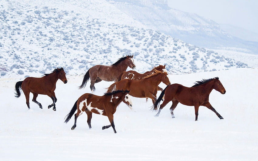 Brązowy biegnący koń, piękne konie biegające dziko Tapeta HD