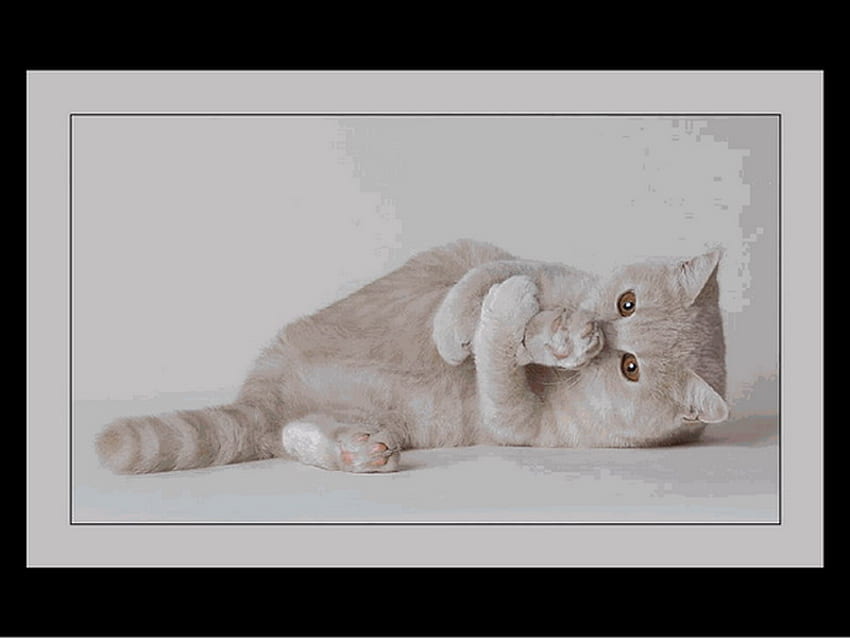 Animals, cuddly, cats, cute HD wallpaper