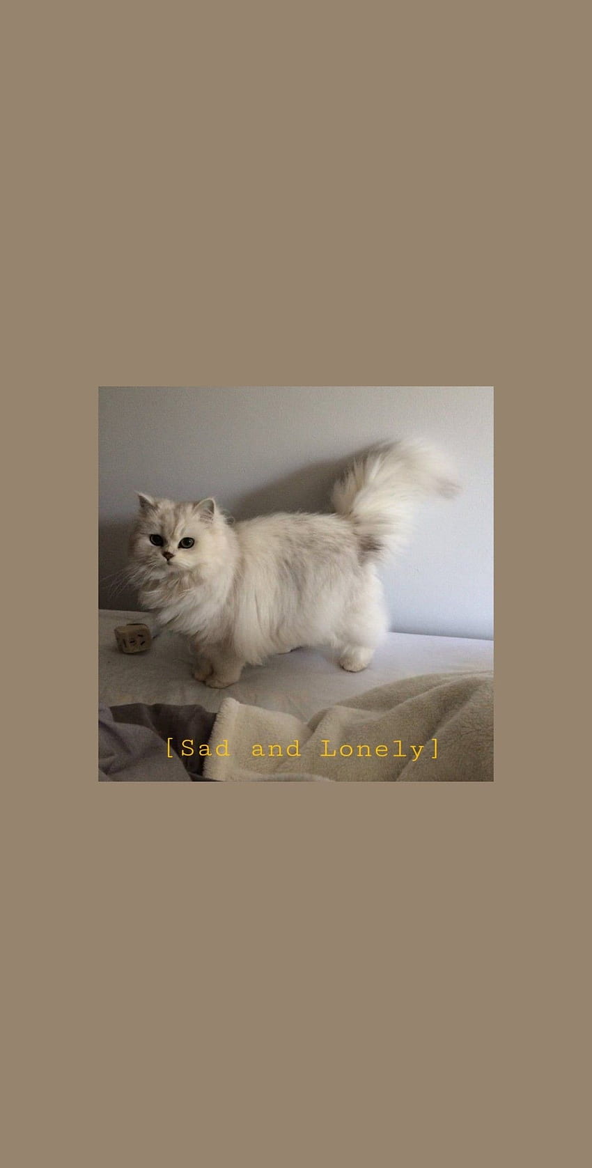 White cat aesthetics for you ♡♡. Милые котики, Кошачьи обои, Кошачьи лапы, Cute Cat Aesthetic HD phone wallpaper