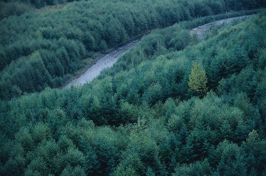 Natur, Flüsse, Bäume, Top, Koniferen, Nadelholz, Wald, Höhe, Tops HD-Hintergrundbild