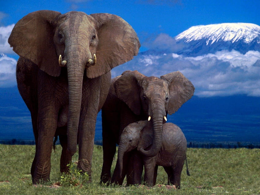 Nós três, africanos, elefantes, selvagens, cinzas papel de parede HD