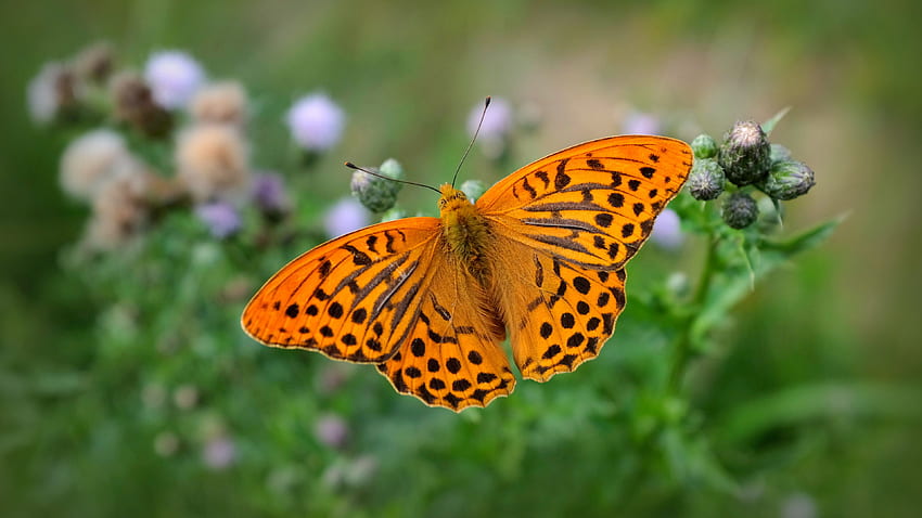 Yellow Black Dots Lines Butterfly Is Hovering In Green Leaves Plants Background Butterfly HD wallpaper