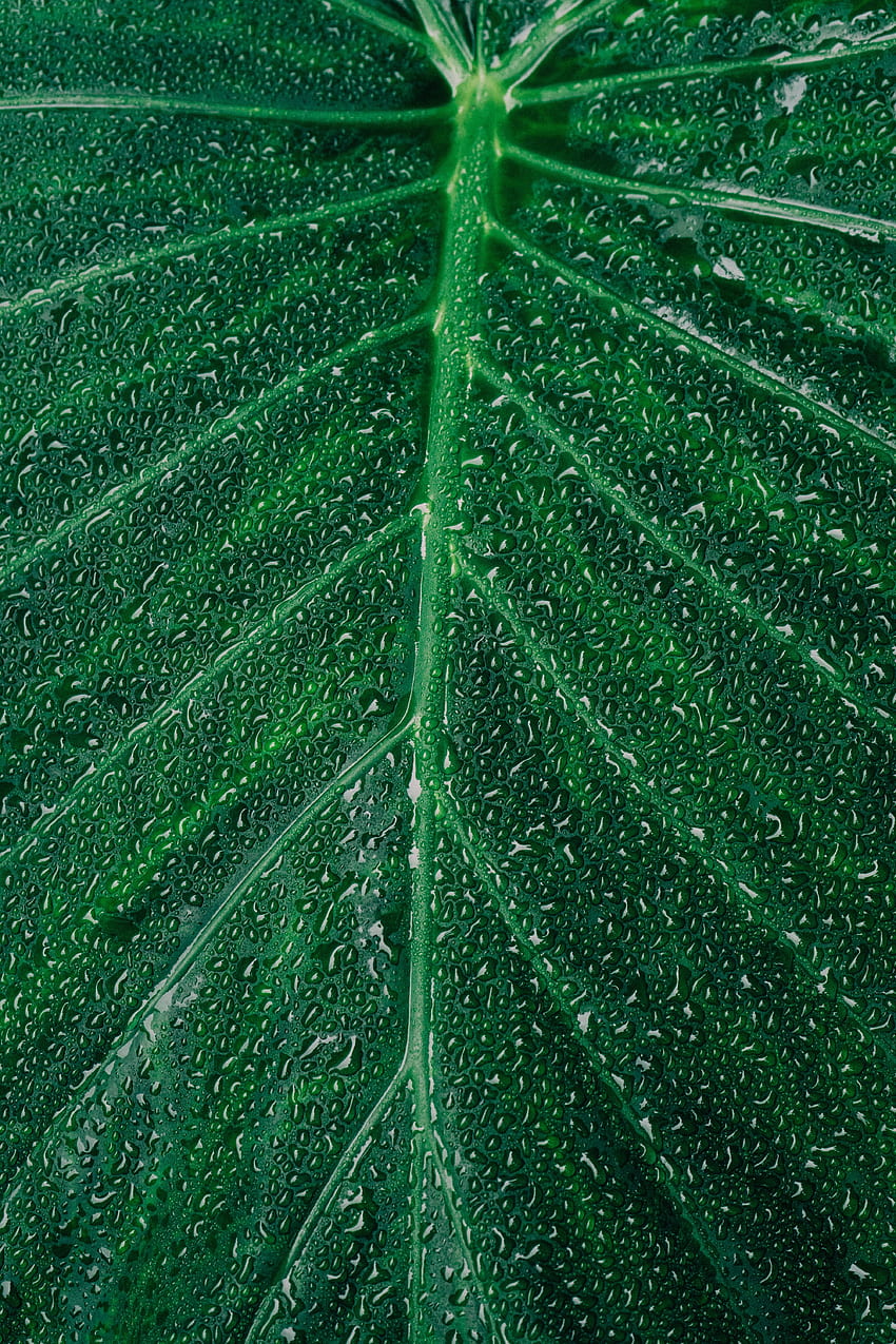 gotas, planta, macro, superfície, folha, folha Papel de parede de celular HD