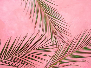 light pink tumblr backgrounds