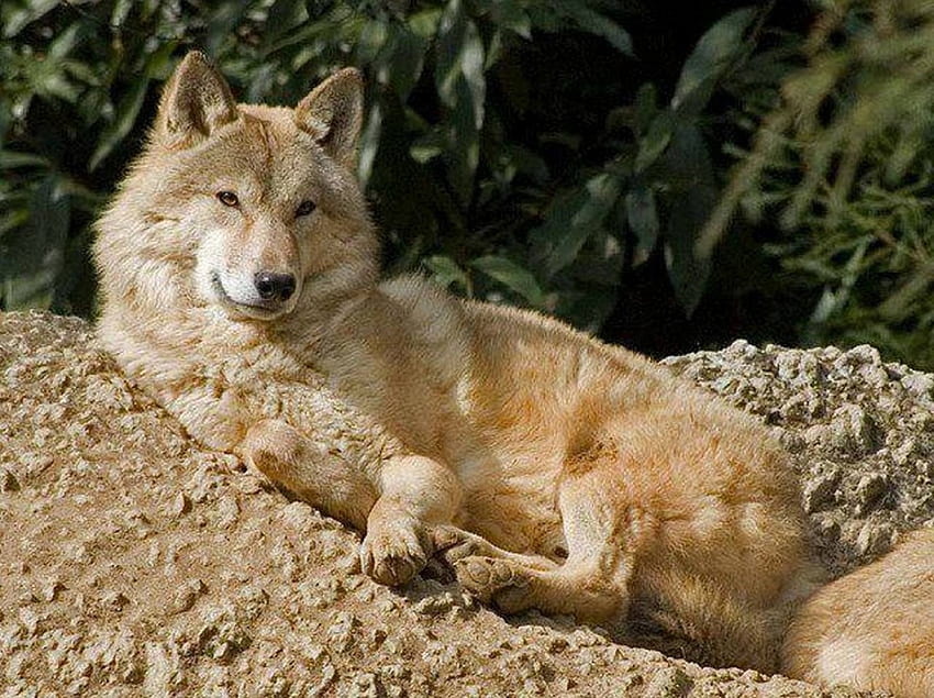 Time to rest, to, rest, time, animals, Wolf, nature HD wallpaper
