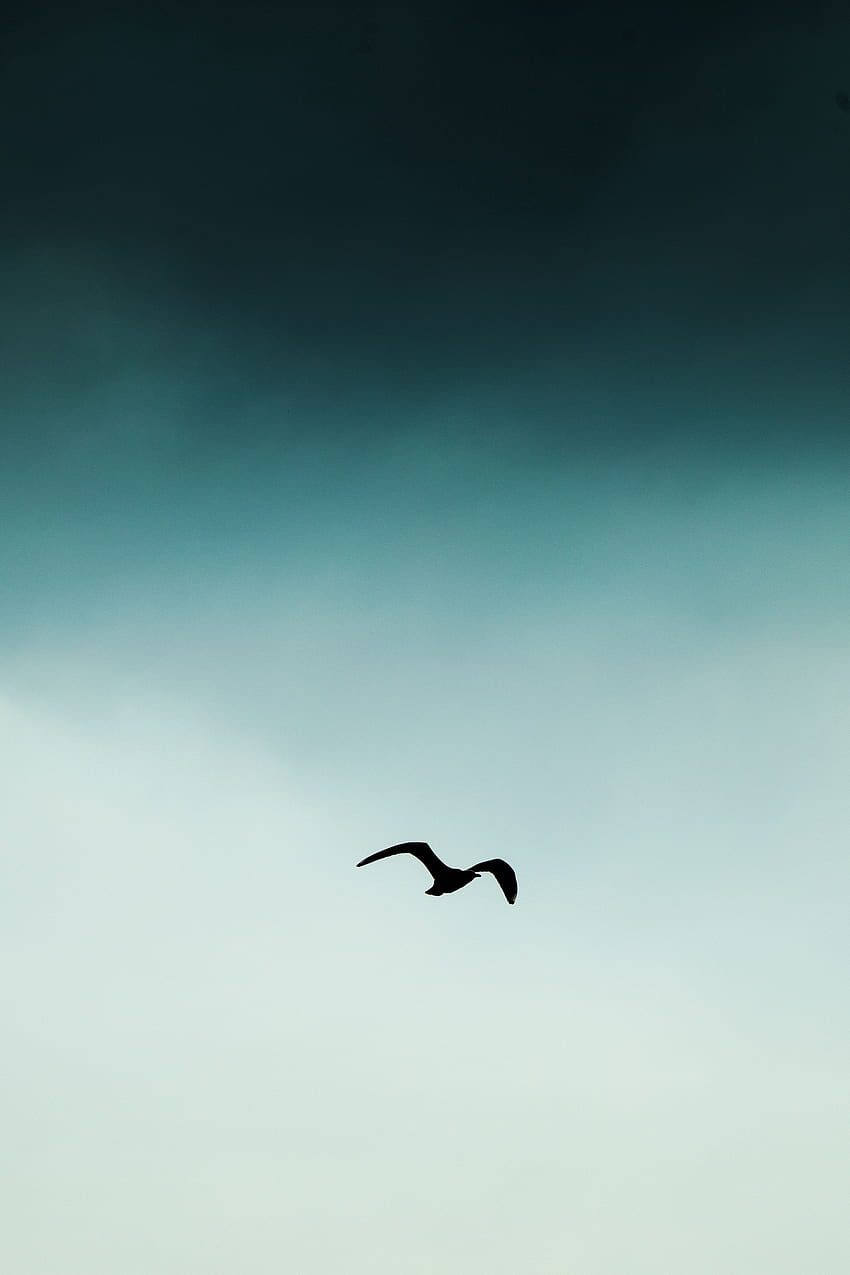 Sky, Silhouette, Bird, Minimalism, Flight HD phone wallpaper