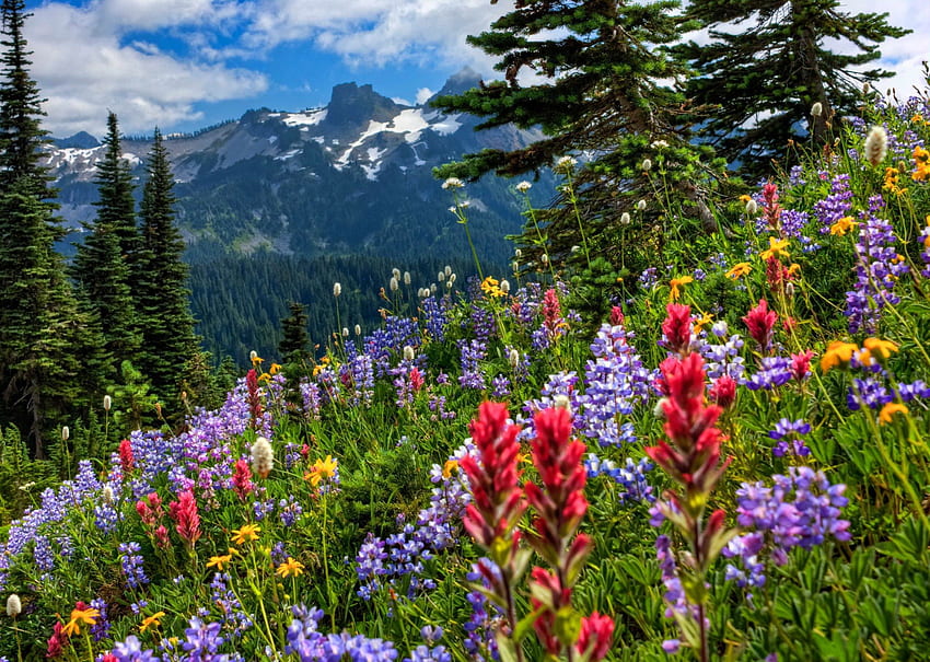 Wildflowers, beauty, nice, trees, slope, meadow, beautiful, mountain, summer, cliffs, pretty, field, view, clouds, nature, sky, flowers, lovely HD wallpaper