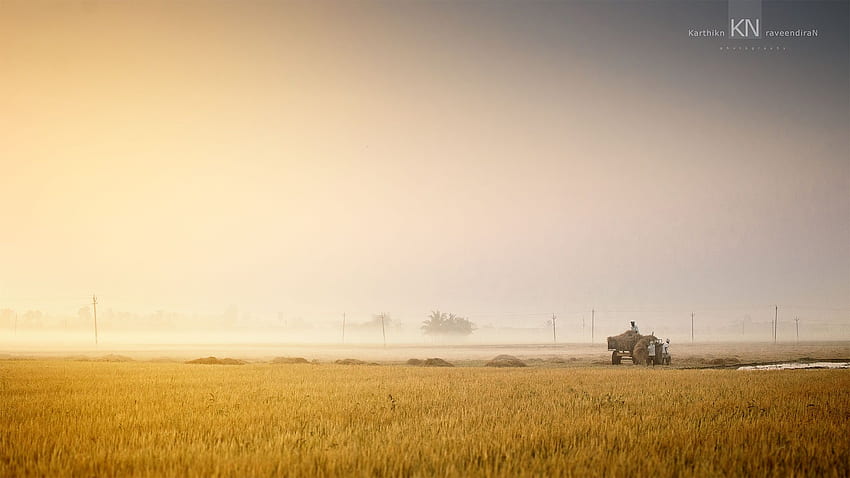 : Sun, India, field, sunrise, paddy, Indian, Sunday, Tamil Landscape HD wallpaper