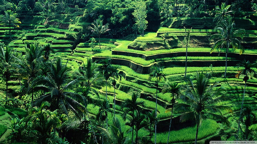 Bali, Indonesia Ultra Background for HD wallpaper