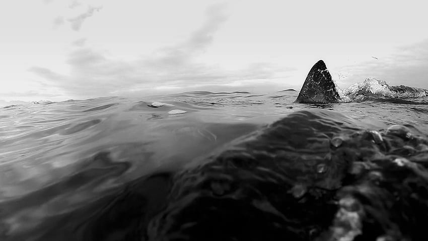 놀라운 백상아리 포식 위반 영상, 흑백 상어 HD 월페이퍼
