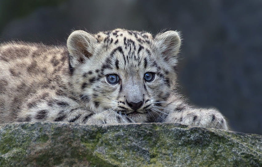 baby, IRBIS, snow leopard for HD wallpaper