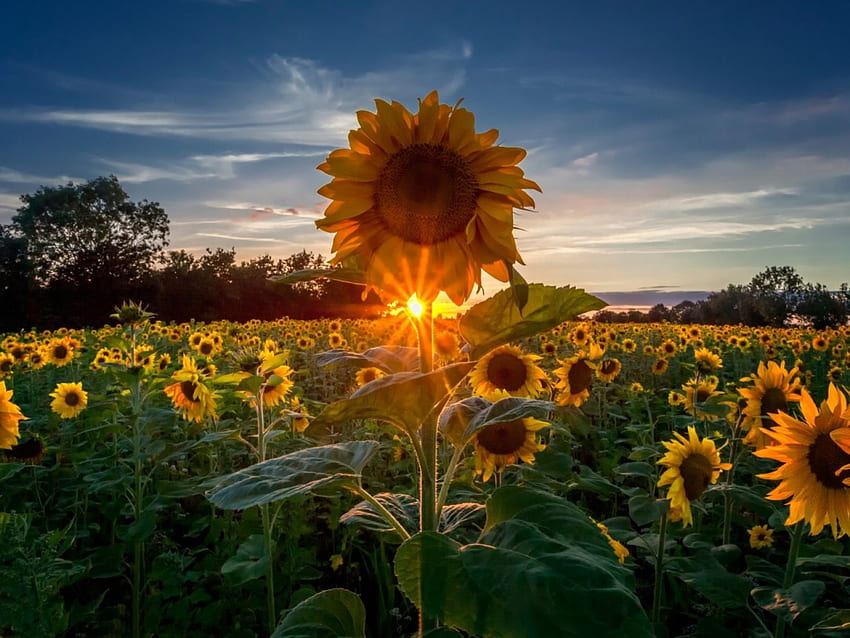 Summer Sunset at Sunflowers Field, summer, sunflowers, field, clouds, nature, sunset HD wallpaper