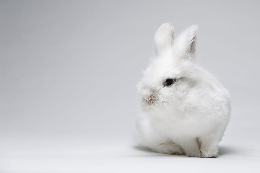 Bunny, animal, white, cute, easter, rabbit HD wallpaper