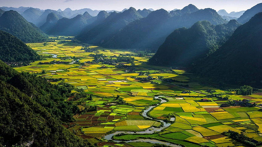 Pauline Landscape Rice Vietnam, Vietnam Nature HD wallpaper